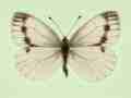 Pieris napi female (aberrant form continua) (Internet Image property of respective owner, non-commercial use only)